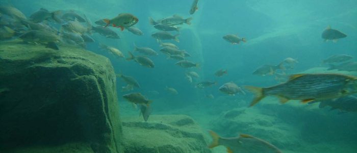fische im wasser